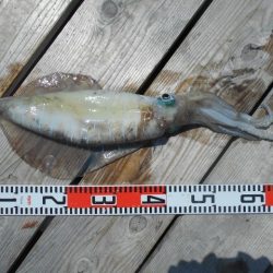 こかわ渡船　雅丸 釣果