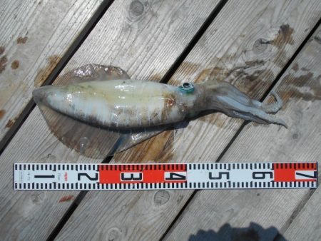 こかわ渡船　雅丸 釣果