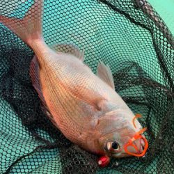 さんさん丸 釣果