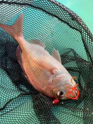 さんさん丸 釣果