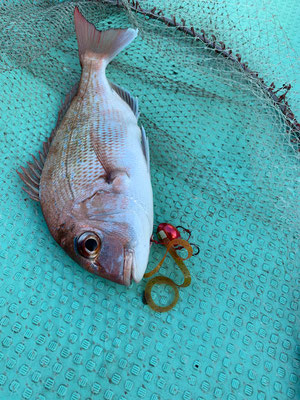 さんさん丸 釣果