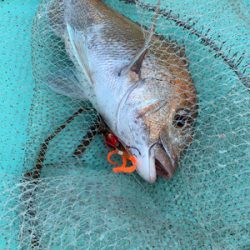 さんさん丸 釣果