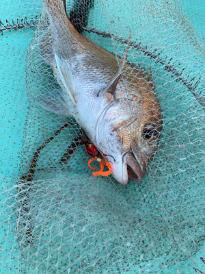 さんさん丸 釣果