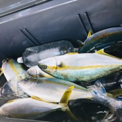 シーモンキー 釣果