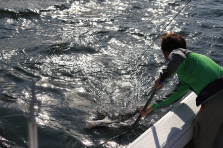クルーズ 釣果