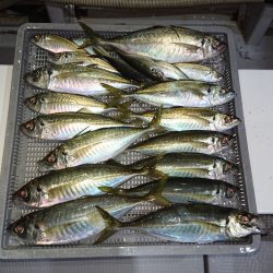 エンペラー 釣果