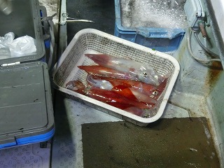 第二清洋丸 釣果