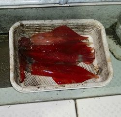 第二清洋丸 釣果