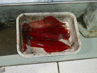 第二清洋丸 釣果