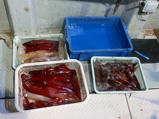 第二清洋丸 釣果