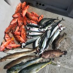 へいみつ丸 釣果