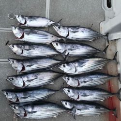 へいみつ丸 釣果