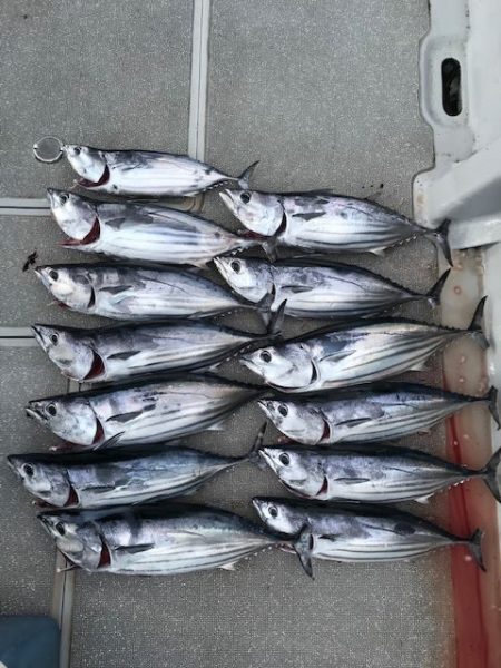 へいみつ丸 釣果