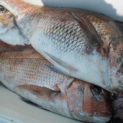 こうゆう丸 釣果