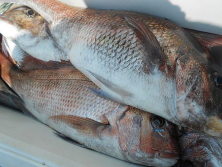 こうゆう丸 釣果