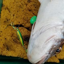 遊漁船 ニライカナイ 釣果