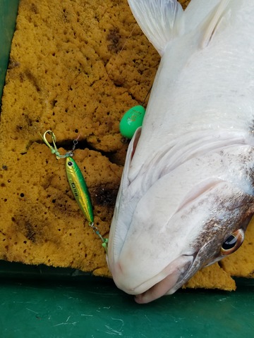 遊漁船 ニライカナイ 釣果