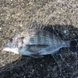 沖堤防テトラ帯でカサゴ祭 with クロダイ【きしょう氏連載 vol.11】