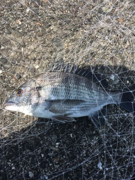 沖堤防テトラ帯でカサゴ祭 with クロダイ【きしょう氏連載 vol.11】