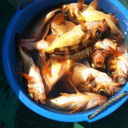 モンロー号 釣果