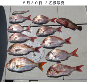 来温丸（らいおんまる） 釣果
