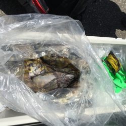 第八平成丸 釣果