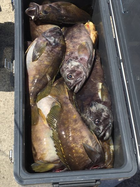 第八平成丸 釣果