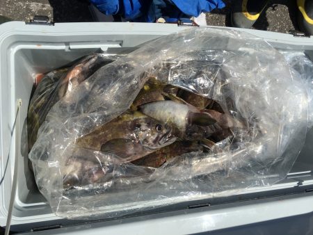 第八平成丸 釣果