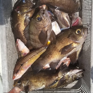 内浜丸 釣果