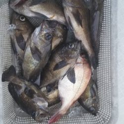 内浜丸 釣果