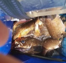 内浜丸 釣果