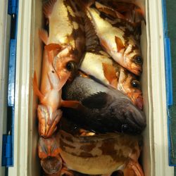 モンロー号 釣果