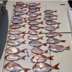 来温丸(らいおんまる) 釣果