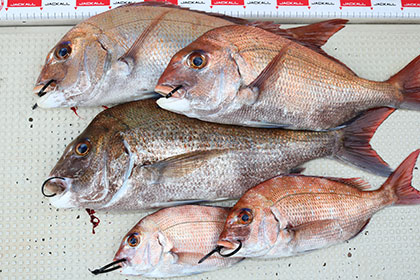 松本釣船２ 釣果