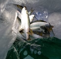 内浜丸 釣果