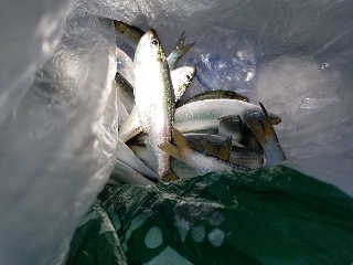 内浜丸 釣果