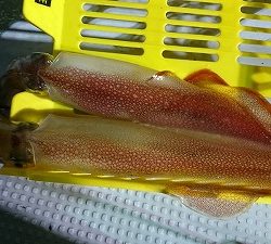 海龍丸（福岡） 釣果