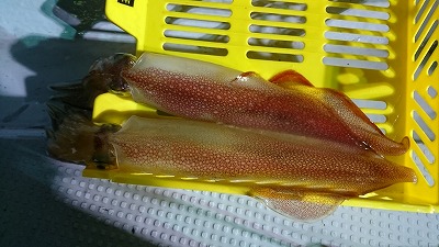 海龍丸（福岡） 釣果