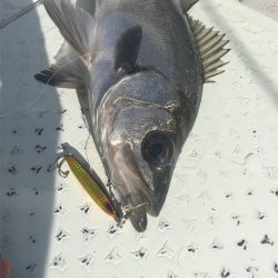 マタウマリンサービス 釣果