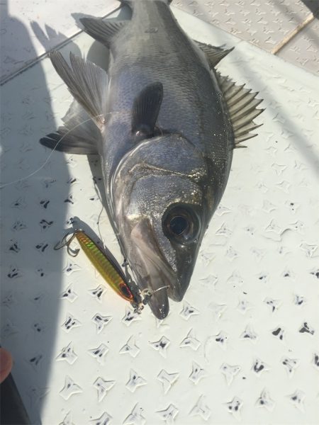 マタウマリンサービス 釣果