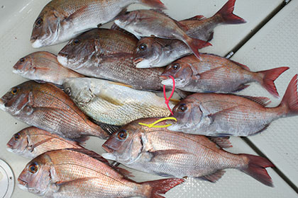 松本釣船２ 釣果