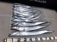 オーシャンマスター 釣果