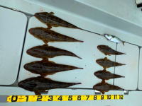 オーシャンマスター 釣果