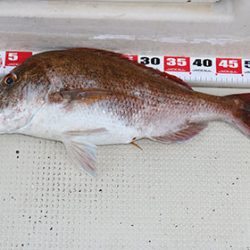 松本釣船２ 釣果