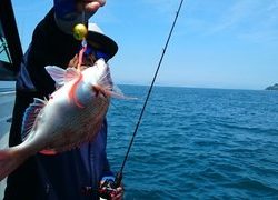 愛裕南丸 釣果