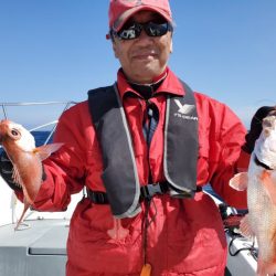 ブルーピア 釣果