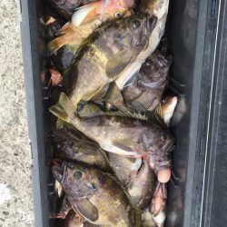 第八平成丸 釣果