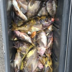 第八平成丸 釣果