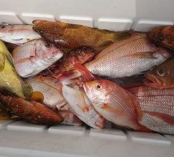 海龍丸(福岡) 釣果