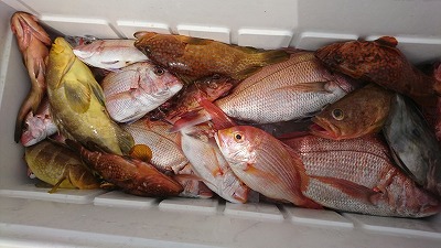 海龍丸(福岡) 釣果